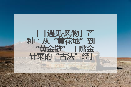 「遇见·风物」芒种：从“黄花地”到“黄金链” 丁嘴金针菜的“古法”经