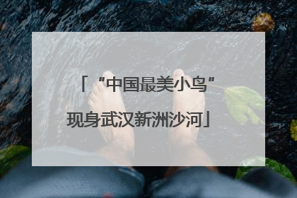 “中国最美小鸟”现身武汉新洲沙河