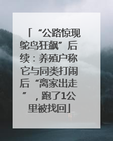 “公路惊现鸵鸟狂飙”后续：养殖户称它与同类打闹后“离家出走”，跑了1公里被找回