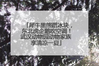 犀牛黑熊蹭冰块，东北虎企鹅吹空调！武汉动物园动物家族享清凉一夏
