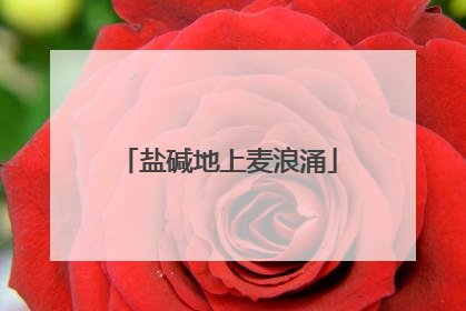 盐碱地上麦浪涌