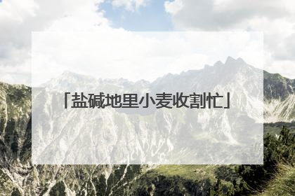 盐碱地里小麦收割忙