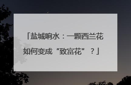 盐城响水：一颗西兰花如何变成“致富花”？