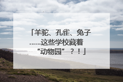 羊驼、孔雀、兔子……这些学校藏着 “动物园”？！