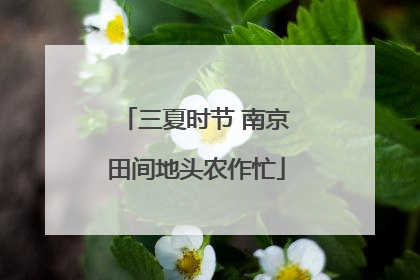 三夏时节 南京田间地头农作忙