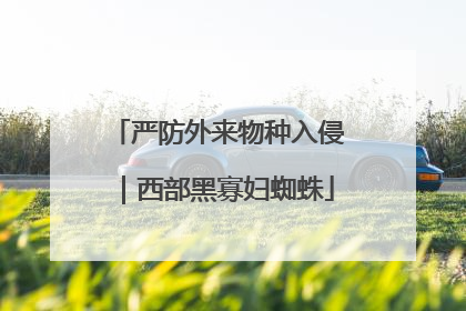 严防外来物种入侵｜西部黑寡妇蜘蛛