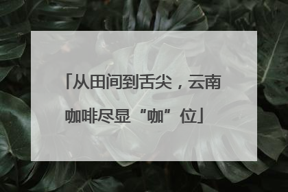 从田间到舌尖，云南咖啡尽显“咖”位