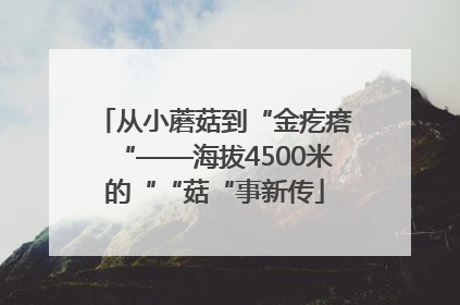 从小蘑菇到“金疙瘩“——海拔4500米的““菇“事新传