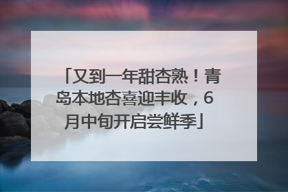 又到一年甜杏熟！青岛本地杏喜迎丰收，6月中旬开启尝鲜季