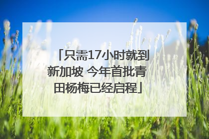 只需17小时就到新加坡 今年首批青田杨梅已经启程