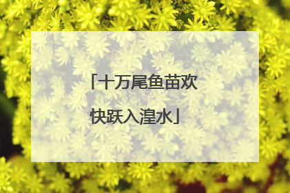 十万尾鱼苗欢快跃入湟水