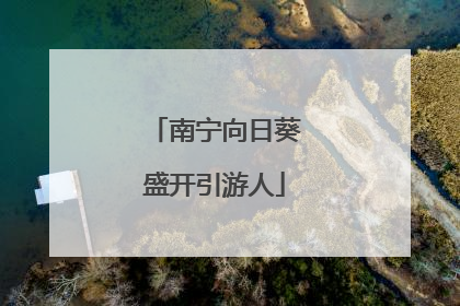 南宁向日葵盛开引游人