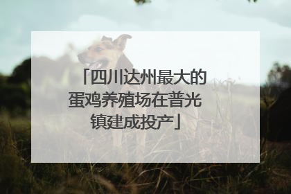 四川达州最大的蛋鸡养殖场在普光镇建成投产