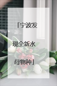 宁波发现全新水母物种