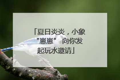 夏日炎炎，小象“崽崽” 向你发起玩水邀请