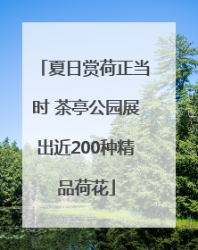 夏日赏荷正当时 茶亭公园展出近200种精品荷花