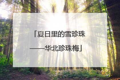 夏日里的雪珍珠——华北珍珠梅