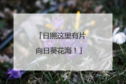 日照这里有片向日葵花海！