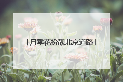 月季花扮靓北京道路