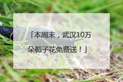 本周末，武汉10万朵栀子花免费送！
