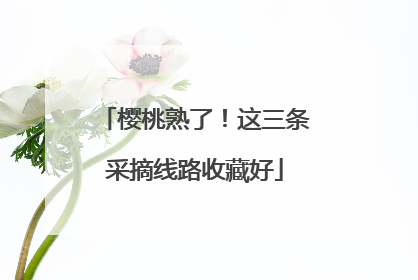 樱桃熟了！这三条采摘线路收藏好