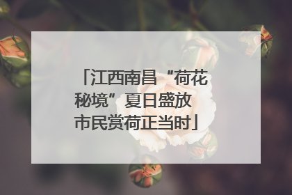 江西南昌“荷花秘境”夏日盛放 市民赏荷正当时