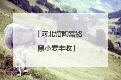 河北馆陶富铬黑小麦丰收