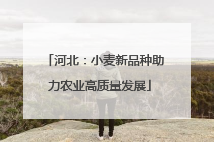 河北：小麦新品种助力农业高质量发展