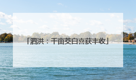 泗洪：千亩茭白喜获丰收