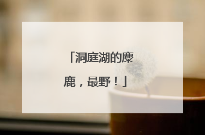 洞庭湖的麋鹿，最野！