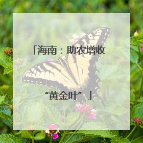 海南：助农增收 “黄金叶”