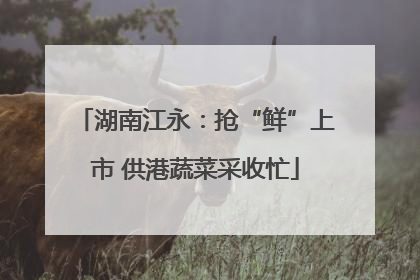 湖南江永：抢“鲜”上市 供港蔬菜采收忙