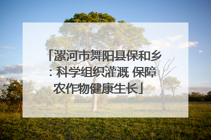 漯河市舞阳县保和乡：科学组织灌溉 保障农作物健康生长