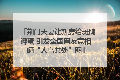 荆门夫妻让新房给斑鸠孵蛋 引发全国网友竞相晒“人鸟共处”图