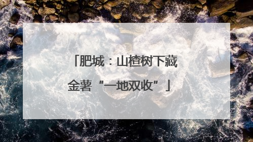 肥城：山楂树下藏金薯“一地双收”