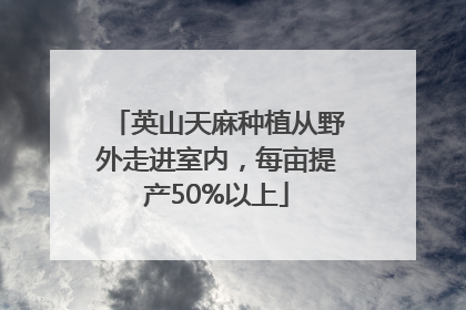 英山天麻种植从野外走进室内，每亩提产50%以上