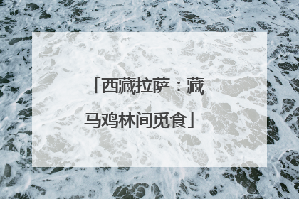 西藏拉萨：藏马鸡林间觅食