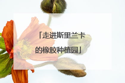 走进斯里兰卡的橡胶种植园