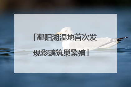 鄱阳湖湿地首次发现彩鹮筑巢繁殖