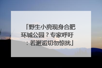 野生小麂现身合肥环城公园？专家呼吁：若邂逅切勿惊扰