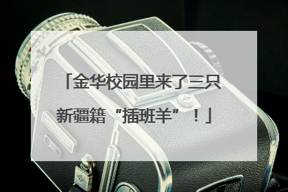 金华校园里来了三只新疆籍“插班羊”！