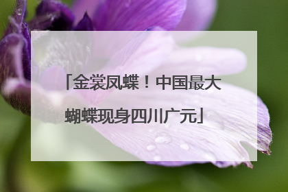金裳凤蝶！中国最大蝴蝶现身四川广元