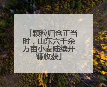 颗粒归仓正当时，山东六千余万亩小麦陆续开镰收获