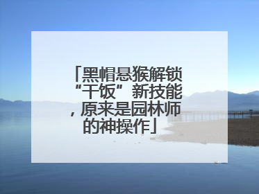 黑帽悬猴解锁“干饭”新技能，原来是园林师的神操作