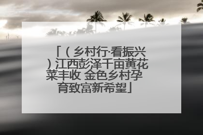 （乡村行·看振兴）江西彭泽千亩黄花菜丰收 金色乡村孕育致富新希望