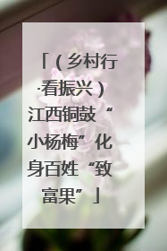 （乡村行·看振兴）江西铜鼓“小杨梅”化身百姓“致富果”